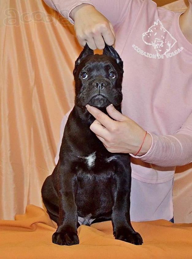 Щенки Кане корсо